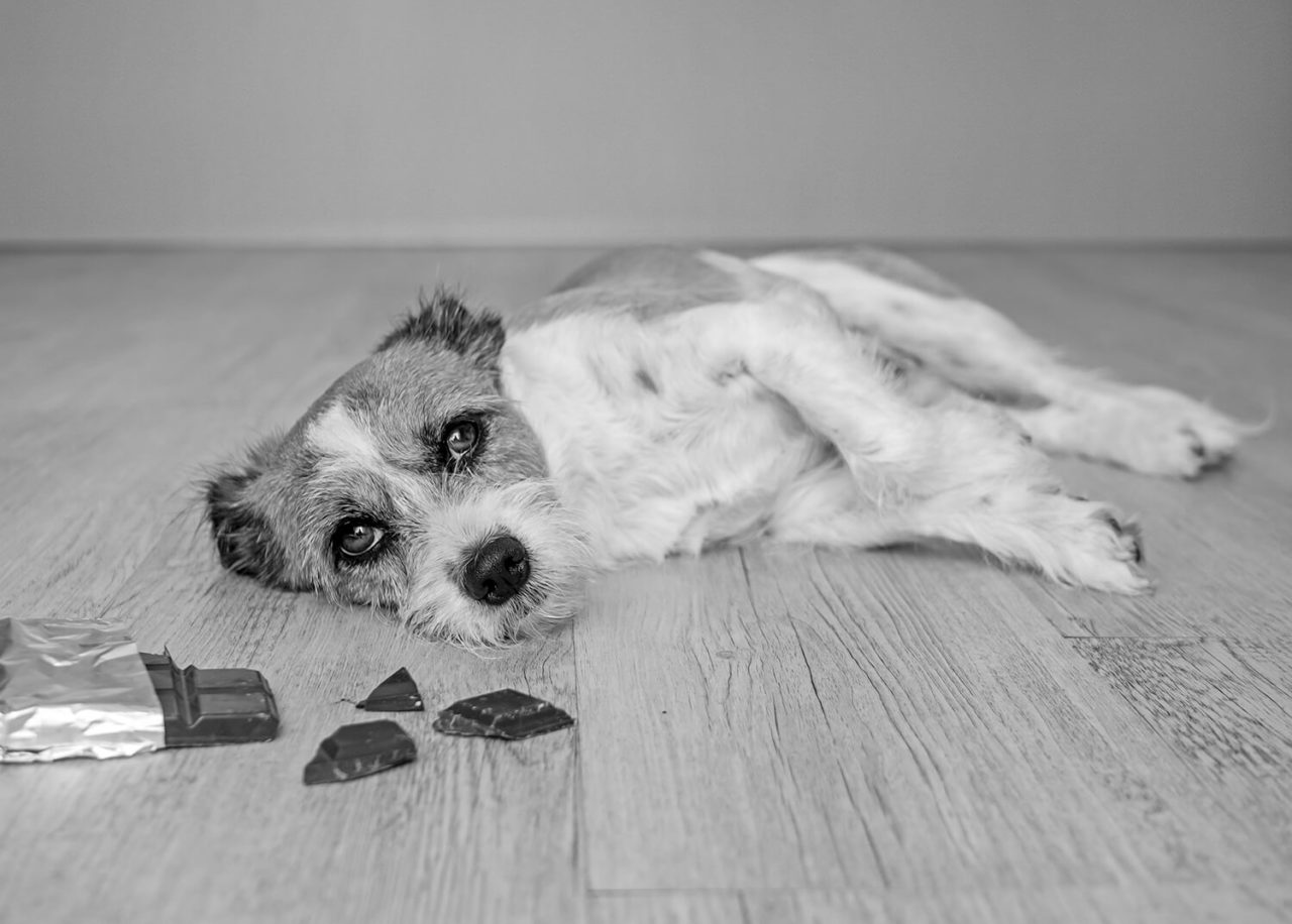 Süßes ist kein Hundefutter Tierarztpraxis Gerresheim